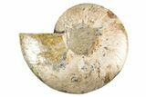 Cut & Polished Ammonite Fossil (Half) - Deep Pockets #323423-1